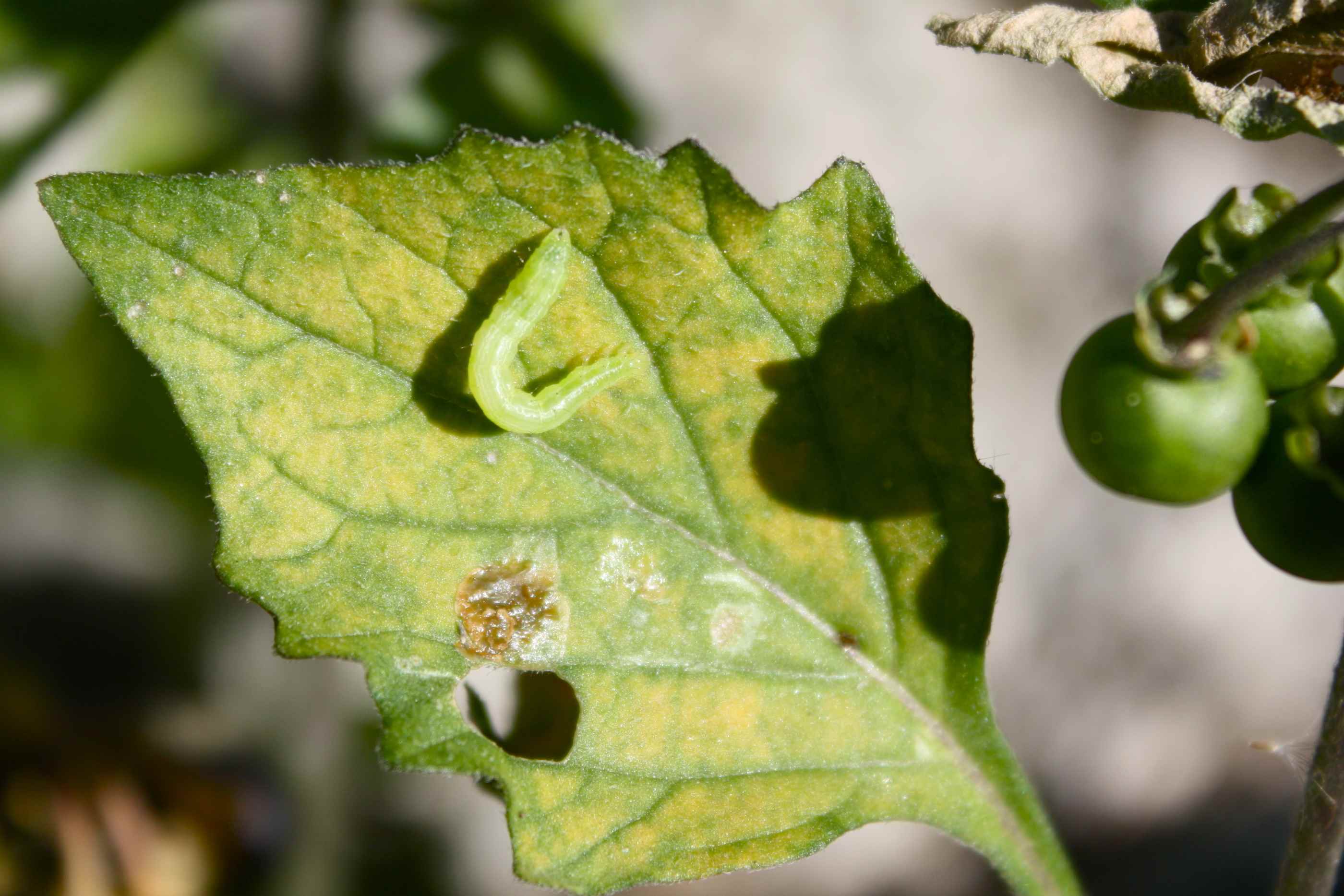 Bruchetto di nottuide: quale per�? Chrysodeixis chalcites